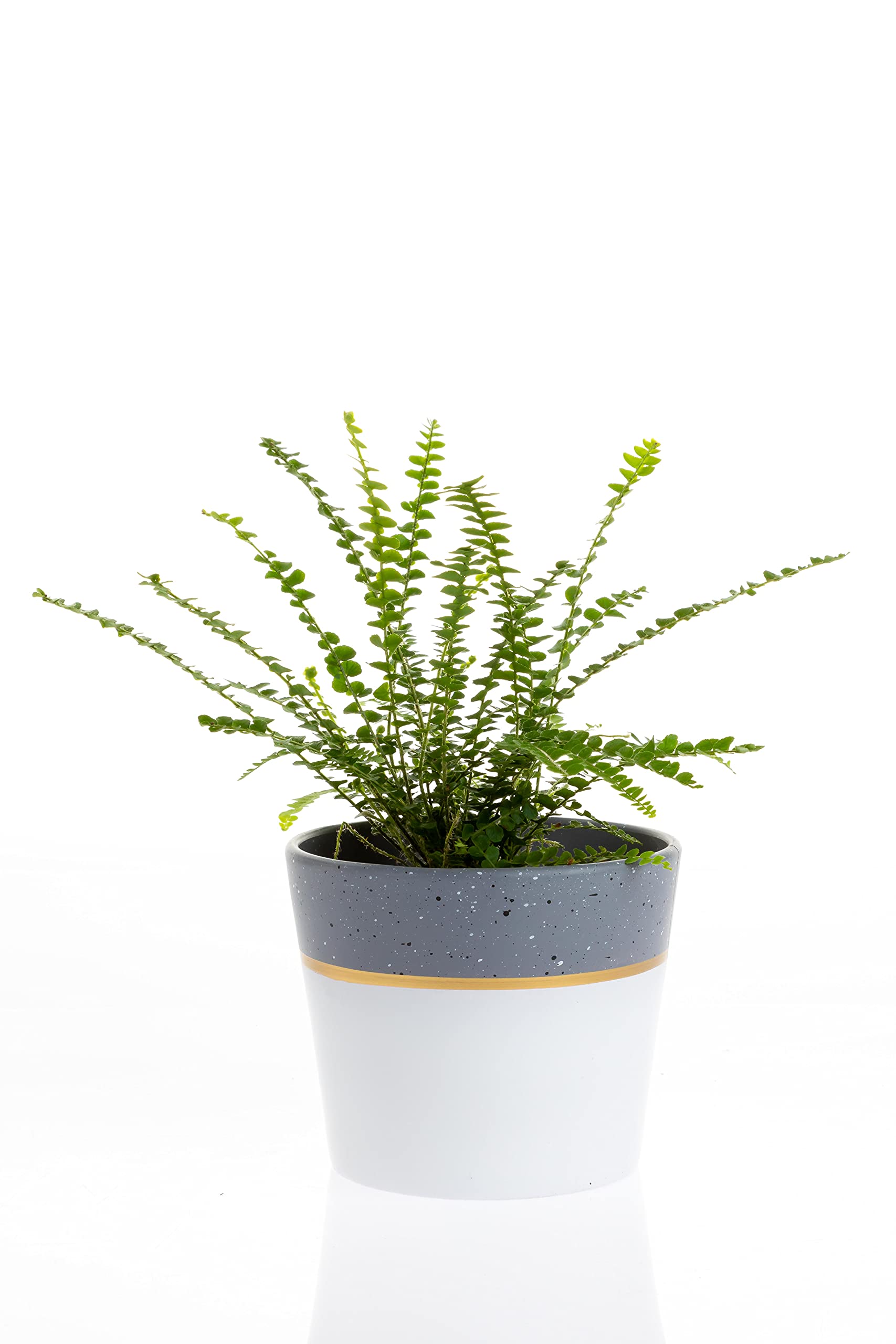 Modern Floral & Craft Chrissy Pot - 6