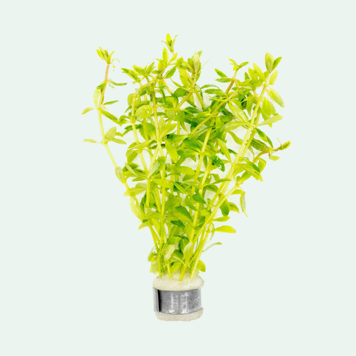Limnophila Mini Vietnam Aquatic Plant for Freshwater Aquariums - Perfect for Aquascaping, Fish Tanks & Shrimp Tanks