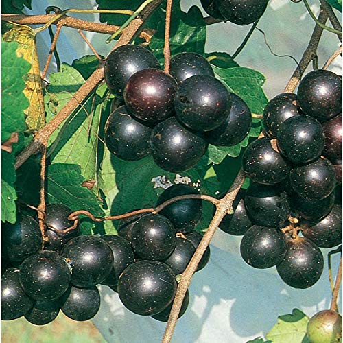 Southern Home Muscadine Grape Vine - 4 Starter Plants | Vitis Rotundifolia | Sweet Fruit for Fresh Eating, Jams & Wine Making | Perfect for Home Gardens & Vineyards