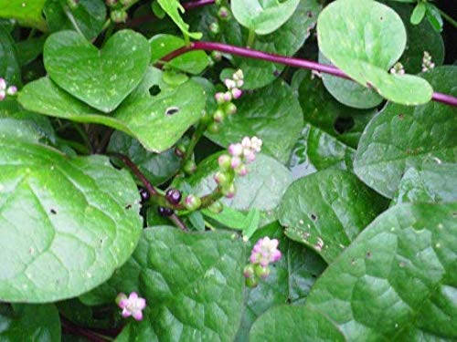 Organic Malabar Red Spinach Seeds - 100+ Non-GMO Heirloom Seeds for Planting - Perfect for Home Gardens, Containers & Hydroponics - Spinacia oleracea for Fresh Salads, Smoothies & Healthy Cooking