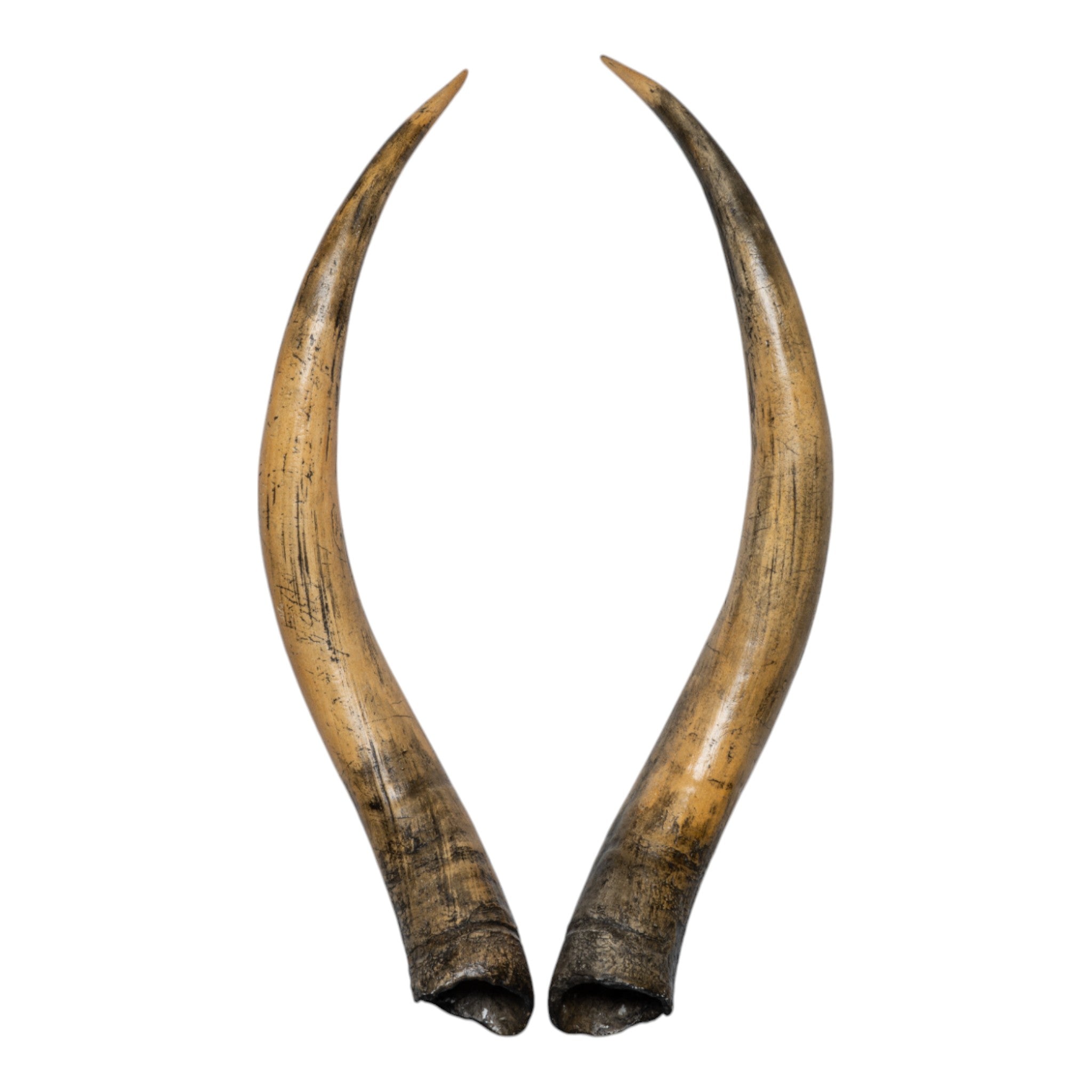 Authentic Replica Longhorn Skull Wall Decor - Western Home & Ranch Decor for Living Room, Man Cave, or Office