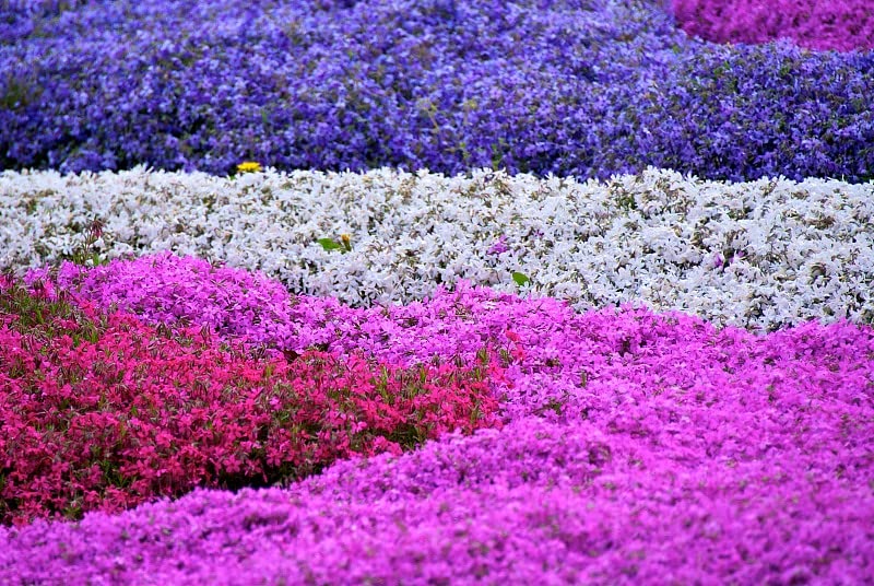 1200+ Mixed Phlox Seeds - Creeping Perennial Ground Cover Flowers - Popstars Phlox Subulata for Rock Gardens & Landscaping