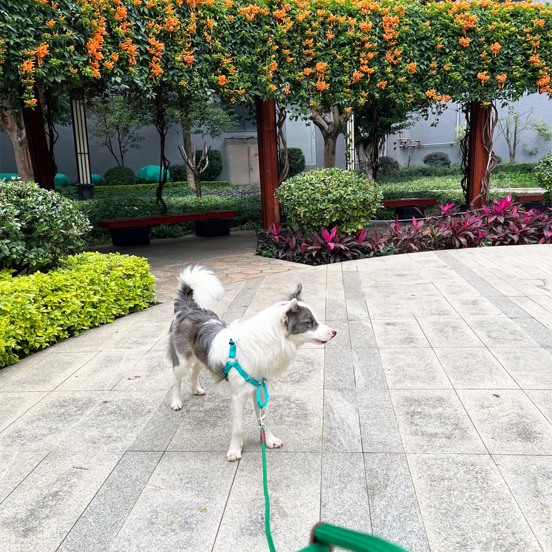 **6 FT/8 FT/10 FT Heavy Duty Nylon Rope Dog Leash - 1/2