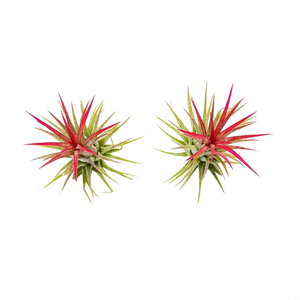 Tillandsia Ionantha Rubra Air Plant 3