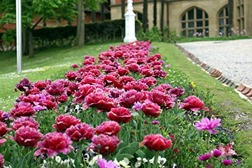 20x30 Inch Laminated Floral Poster - Vibrant Spring Garden Flowers Wall Art for Home Decor, Living Room, Bedroom & Office - Fits Standard Frames