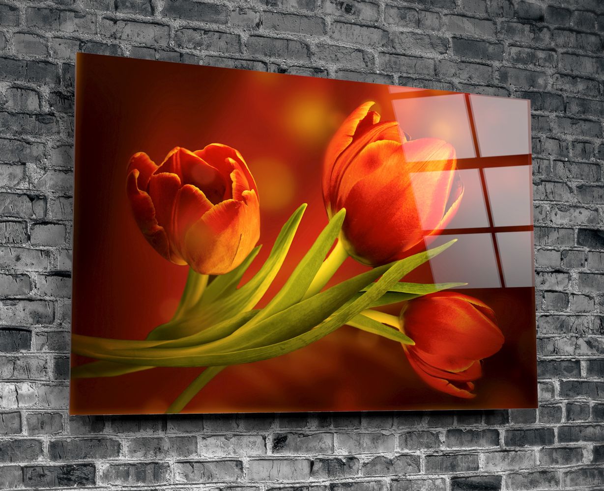 Premium Tulip Bulbs for Planting - Fresh Garden Flower Bulbs for Spring Blooms | Perfect for Home Gardens, Landscaping & Gift Giving