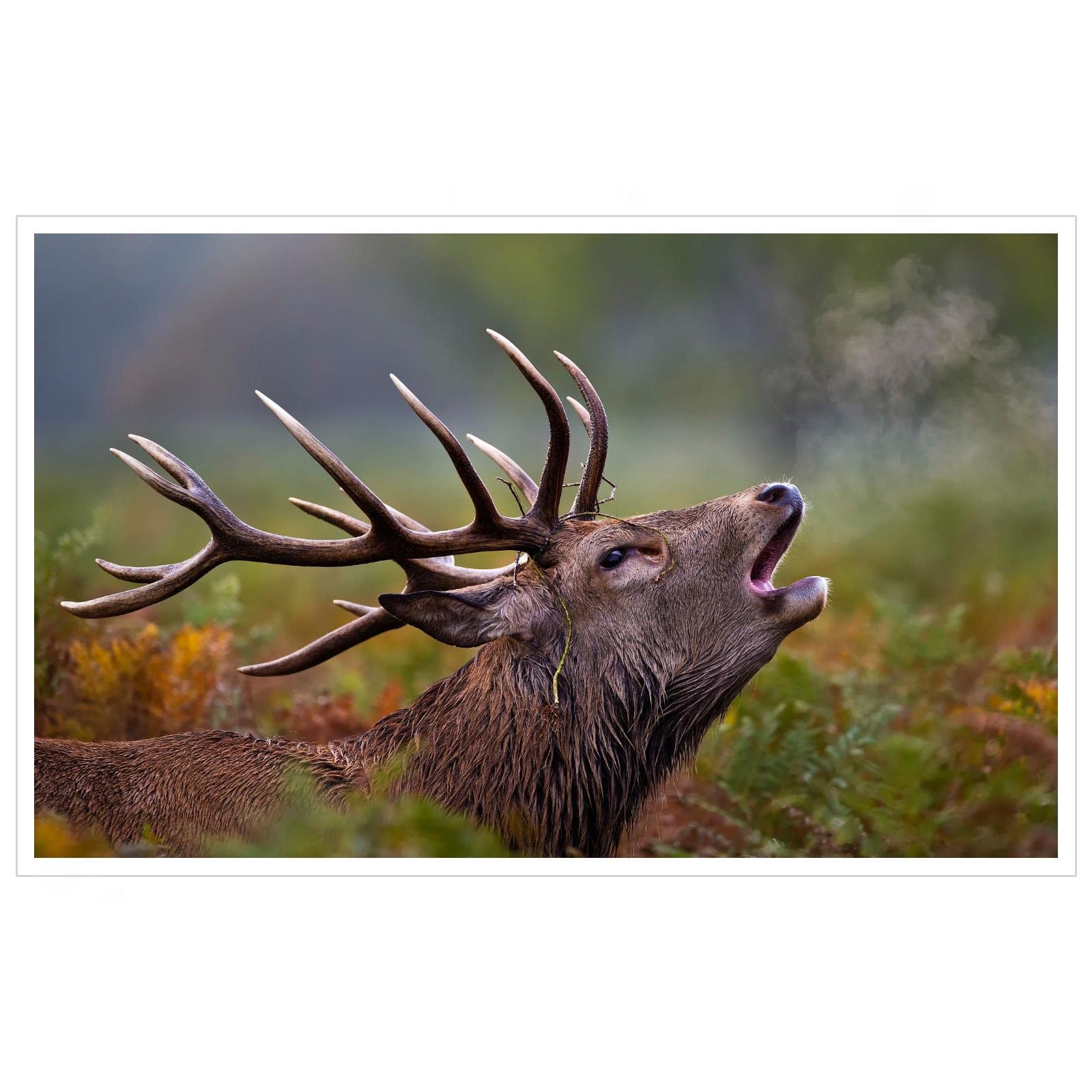 Deer Wall Art Canvas Prints - 42