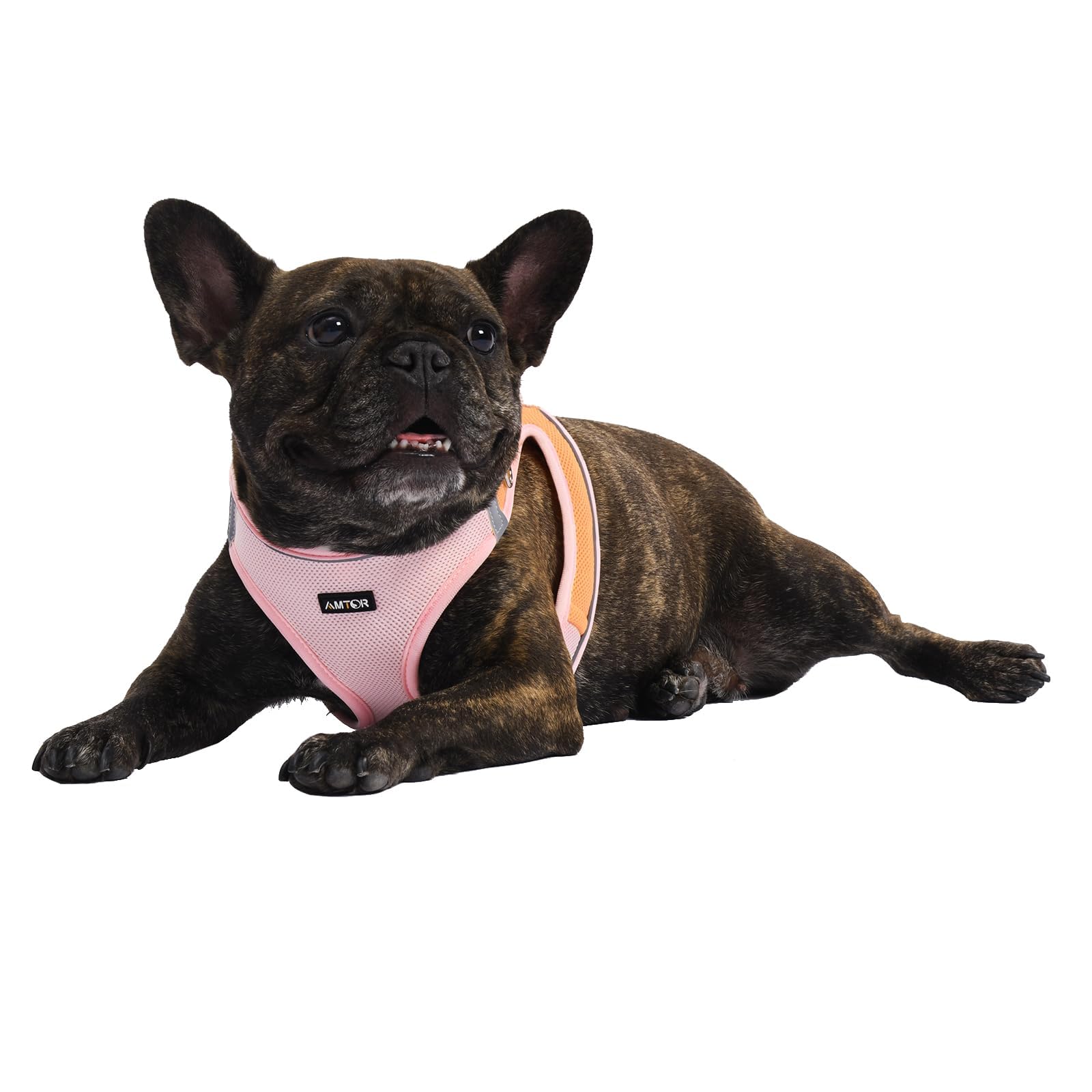 AMTOR Small Dog Harness with Leash Set - No Escape Easy Walk Puppy Harness for Training & Walking - Step-in Reflective Soft Dog Vest for XS, S, M, L Sizes (Pink/Orange) - Perfect for Outdoor Adventures, Night Walks & Puppy Training Sessions