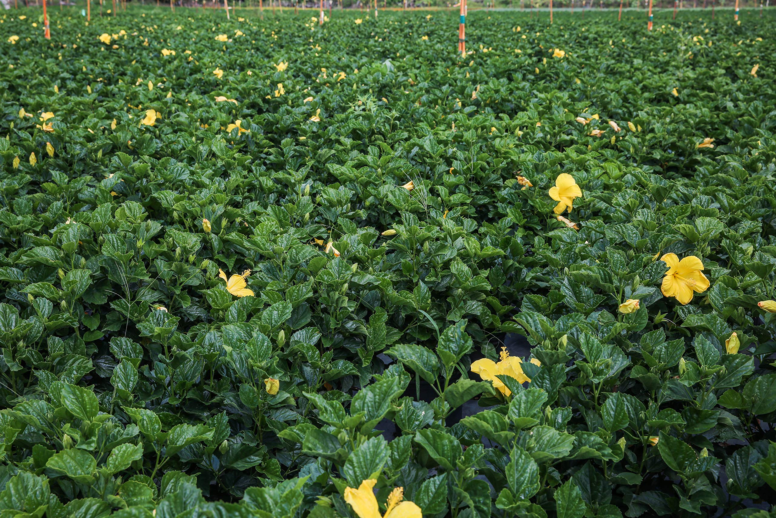 Yellow Hibiscus Live Plant - 26