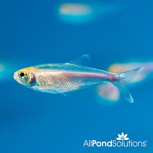 Blue Tetra Fish (Boehlkea fredcochui) - Live Tropical Aquarium Fish for Freshwater Tanks | Perfect for Community Aquariums & Planted Tanks