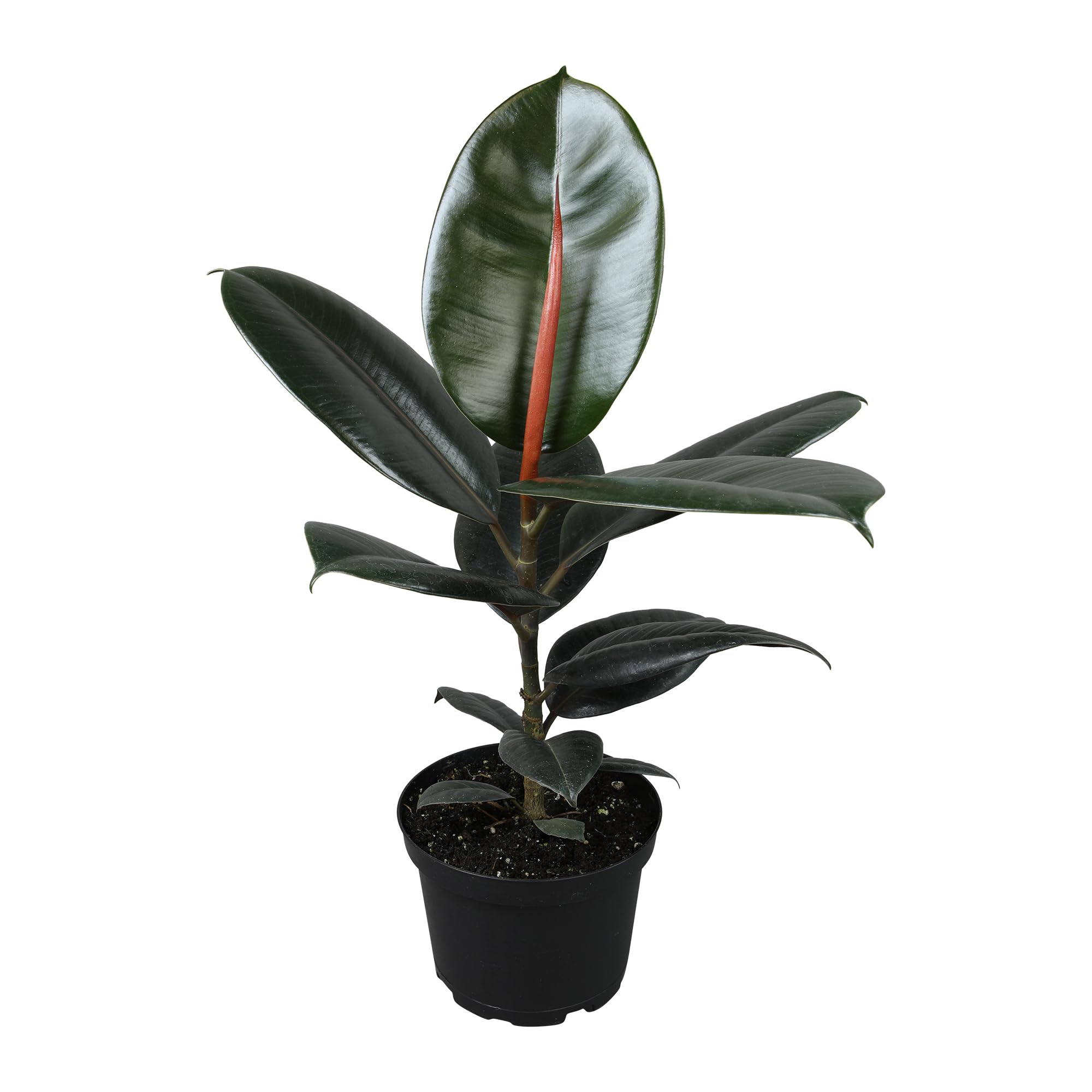 Burgundy Ficus Tree Live Plant - 16