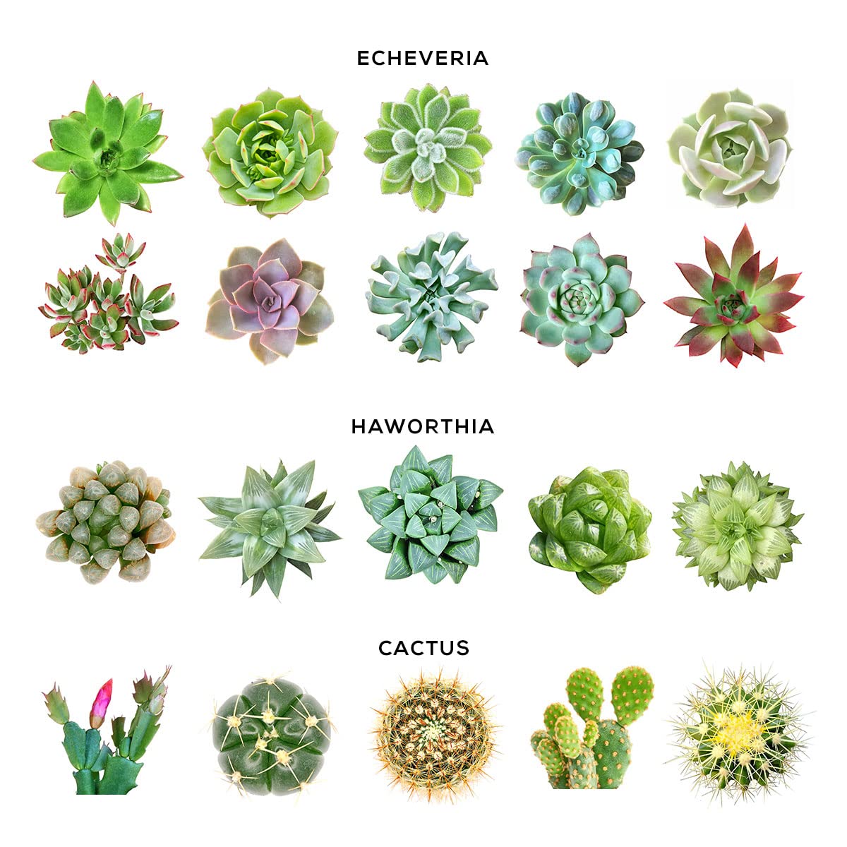 Agavoides Succulent Plant with 4