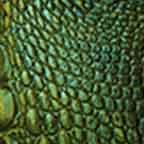 Satin Crocodile