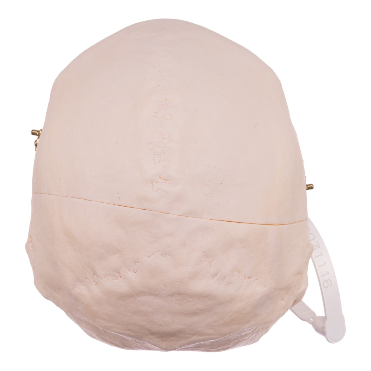 Premium Anatomical Human Skull Model - Accurate Medical & Educational Replica for Students, Doctors & Collectors - Perfect for Classroom Study, Medical Training & Halloween Decor