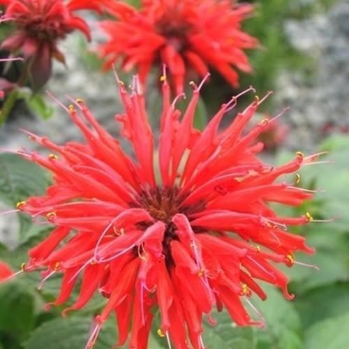 Organic Scarlet Bee Balm Seeds (Monarda Didyma) - 15+ Non-GMO Heirloom Seeds for Planting - Attract Hummingbirds & Butterflies - Perfect for Garden Borders, Pollinator Gardens & Herb Gardens