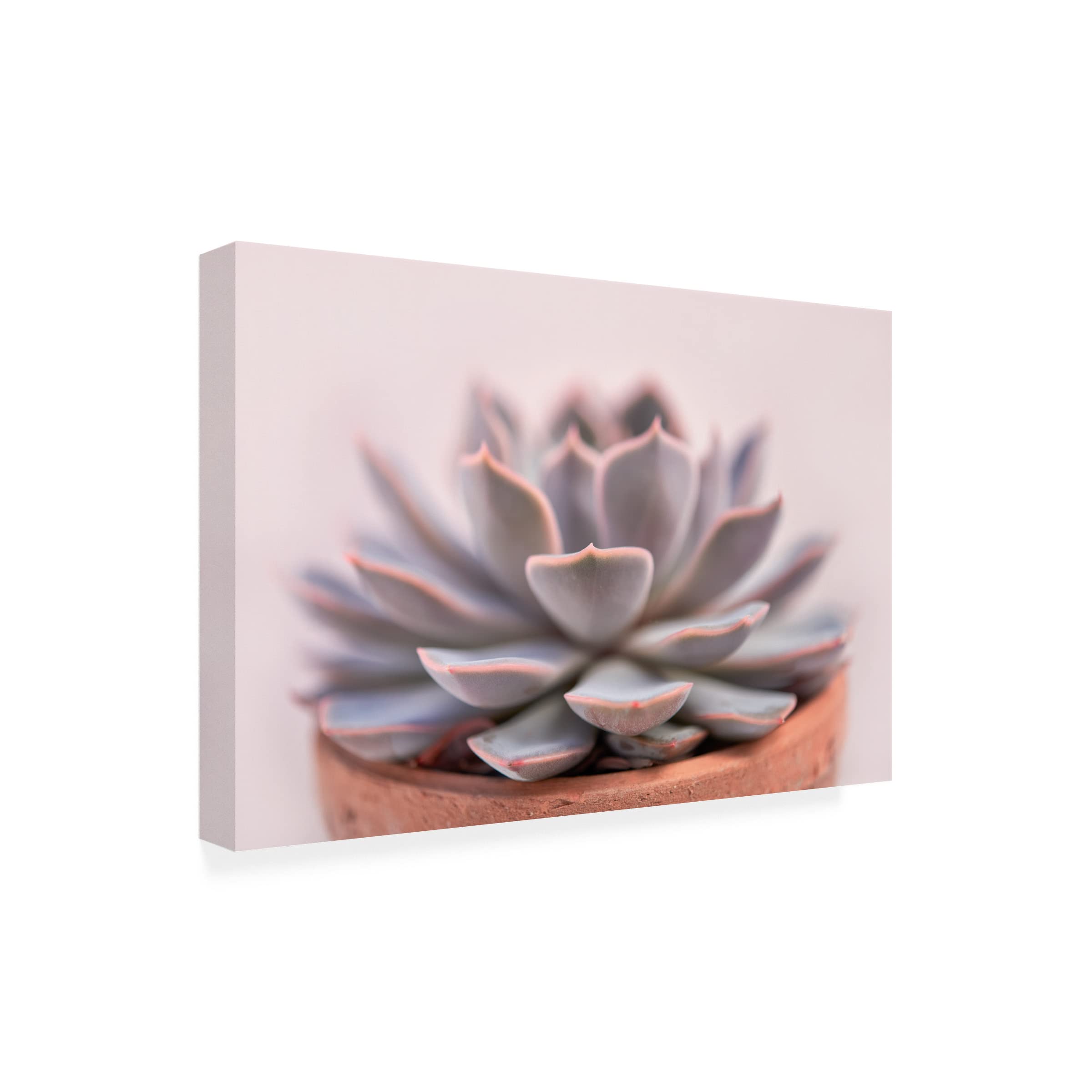 Trademark Fine Art 'Succulent in Pot' Canvas Wall Art by Cora Niele - Perfect for Home Decor, Office & Living Room