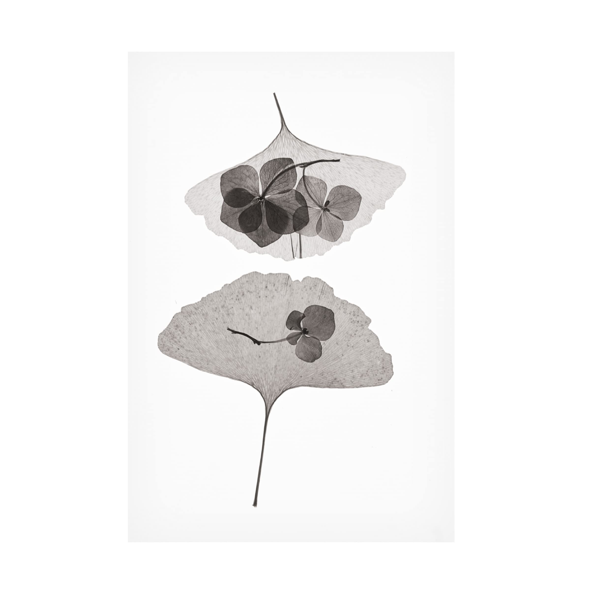 Trademark Fine Art 'Botanical 35' Canvas Wall Art Print by Lenka - Floral Home Decor for Living Room, Bedroom & Office