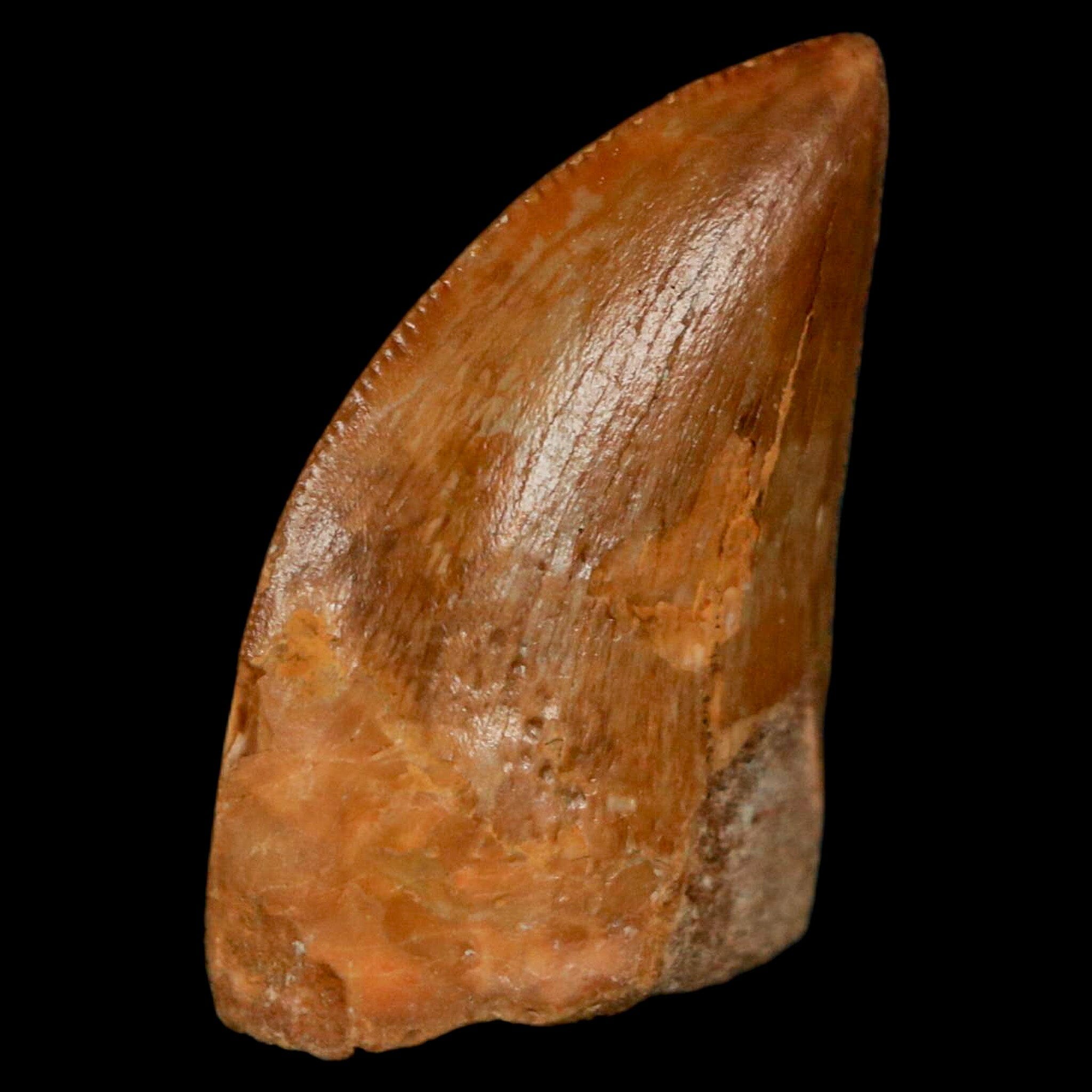 Authentic Carcharodontosaurus Dinosaur Fossil Tooth from Cretaceous Period - Morocco Origin with COA - Perfect for Paleontology Enthusiasts & Home Display