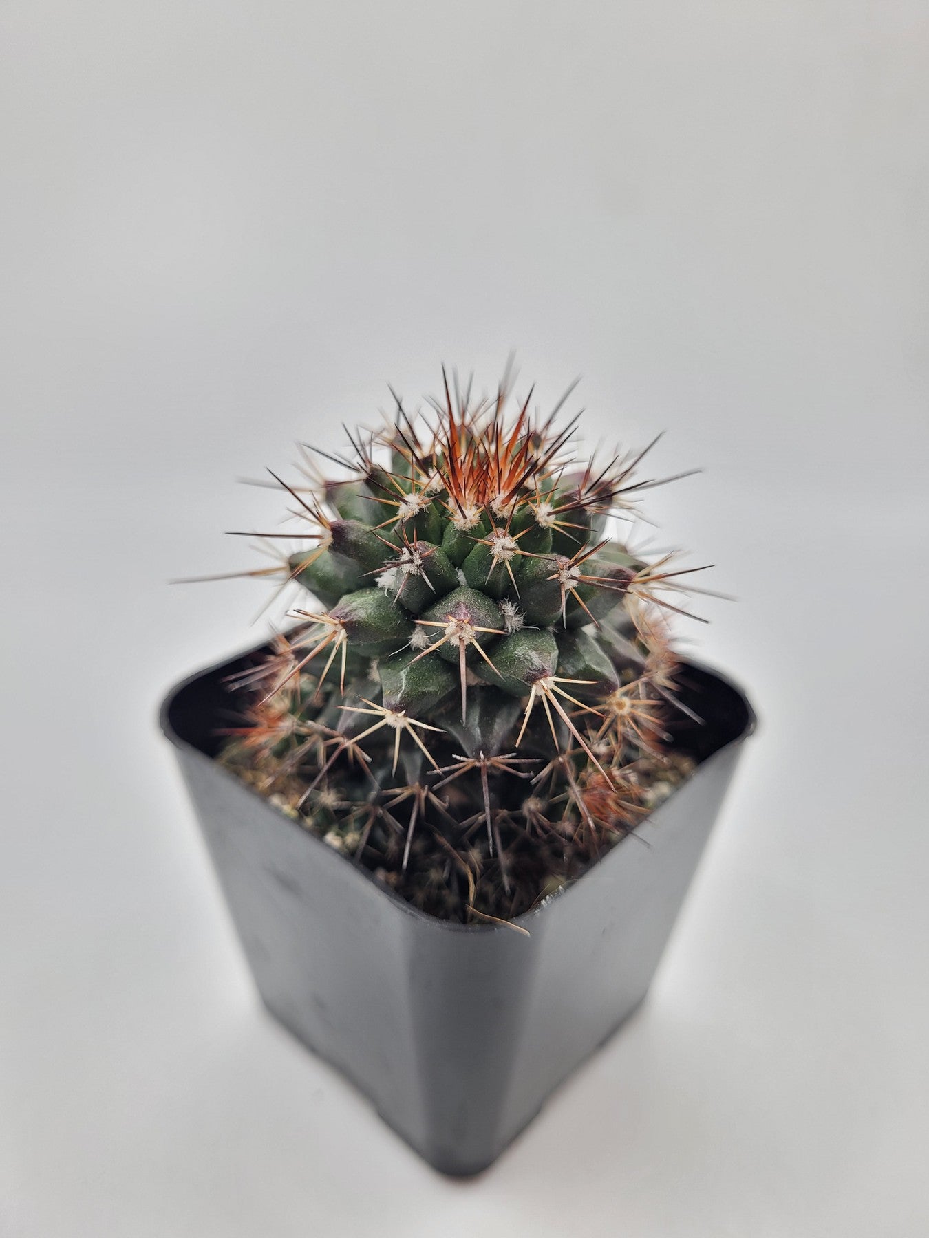 Mammillaria Tesopacensis Cactus - Rare #39c 2 Live Succulent Plant for Home & Office Decor, Desert Garden Collection - Perfect for Windowsills, Terrariums, and Cactus Lovers