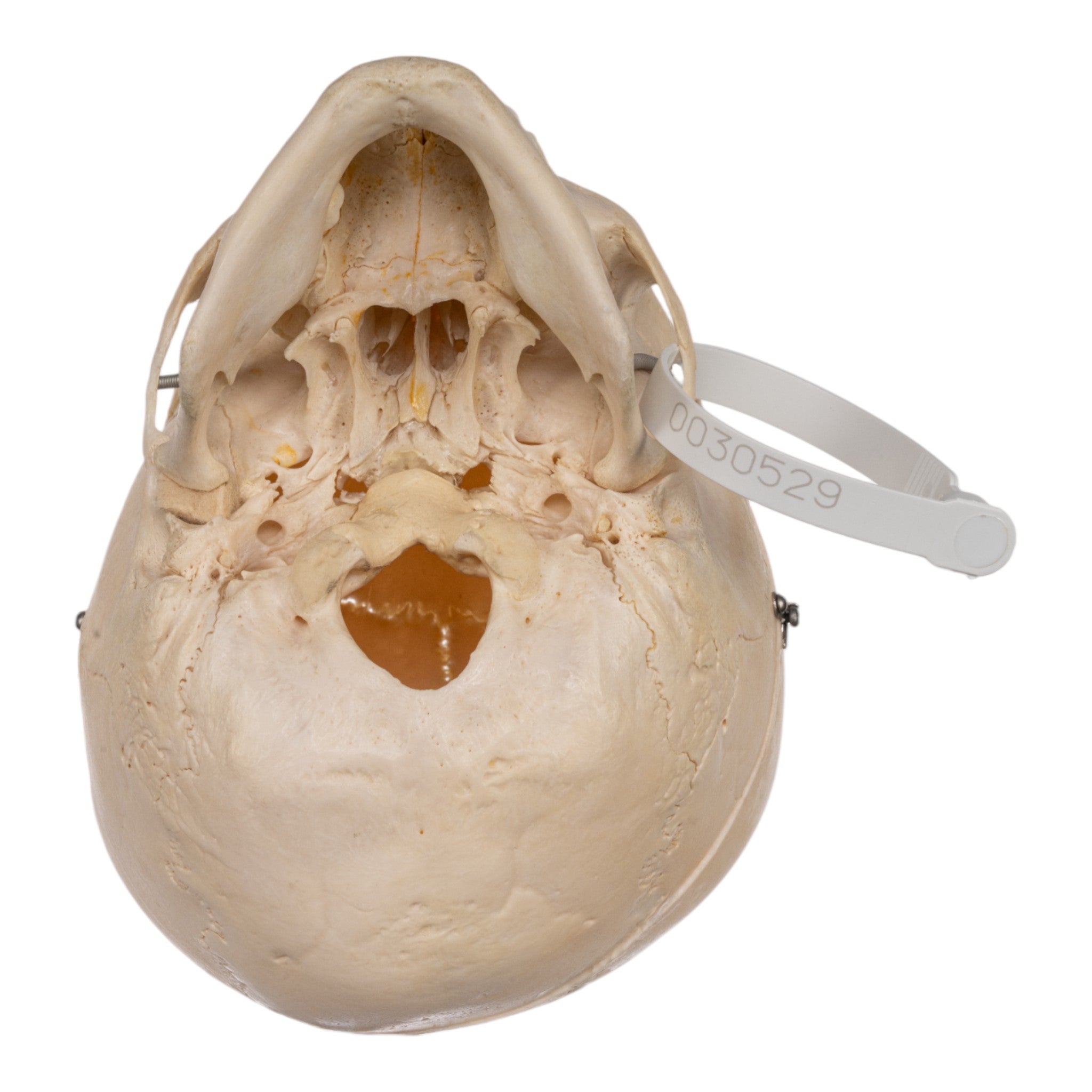 Authentic Human Child Skull Model - Medical & Educational Specimen for Anatomy Study, Halloween Decor, and Horror Props