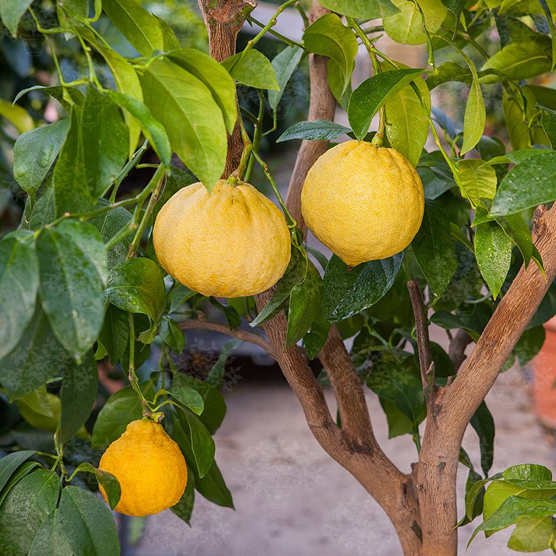 Pure Bergamot Essential Oil (Citrus Bergamia) - 100% Natural, Therapeutic Grade for Aromatherapy, Stress Relief & Skin Care | Diffuser, Massage & DIY Beauty Recipes