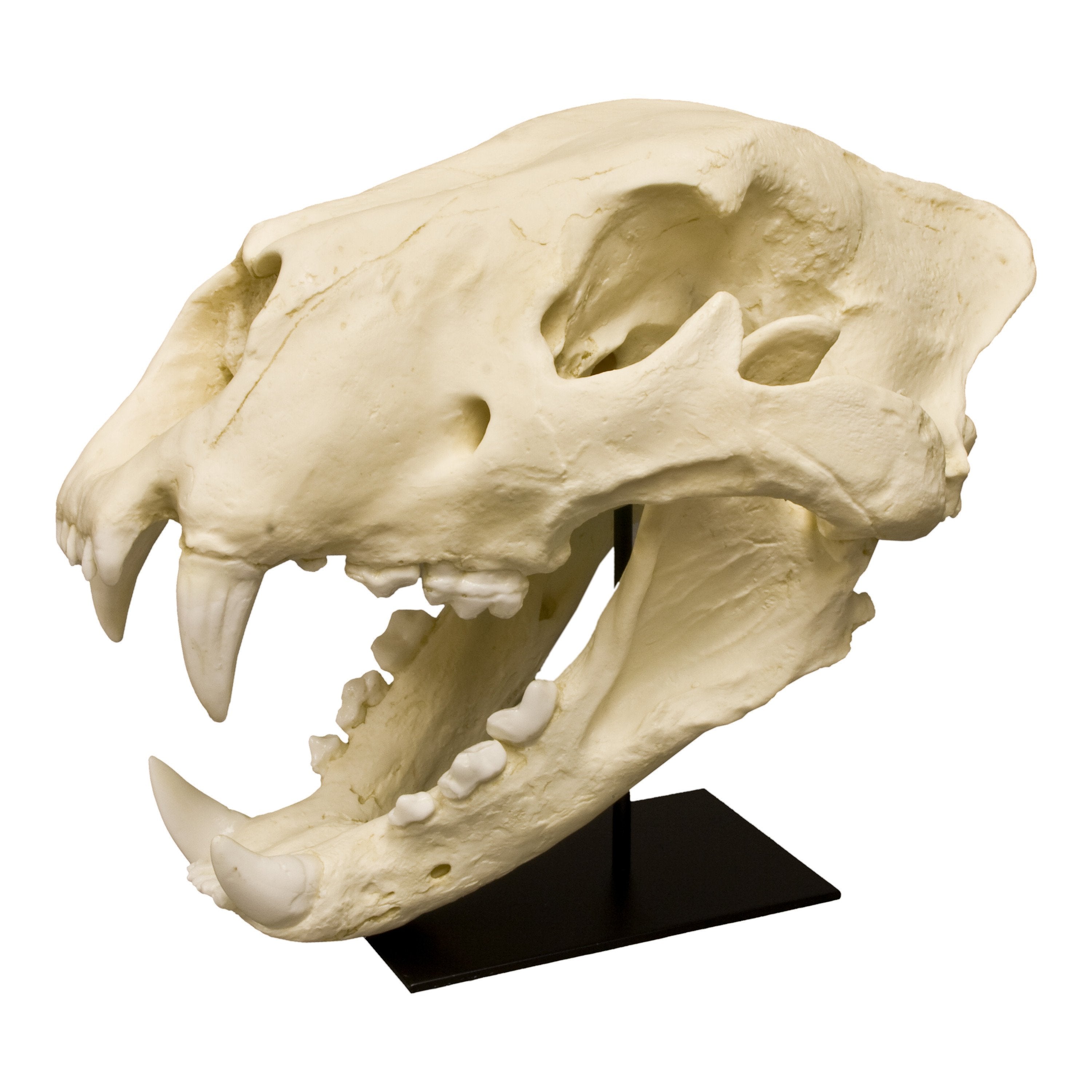 Authentic Replica American Lion Skull (Felis atrox) - Premium Museum-Quality Fossil for Home Decor, Education & Paleontology Enthusiasts - Perfect for Science Classrooms, Office Displays & Collector Showcases
