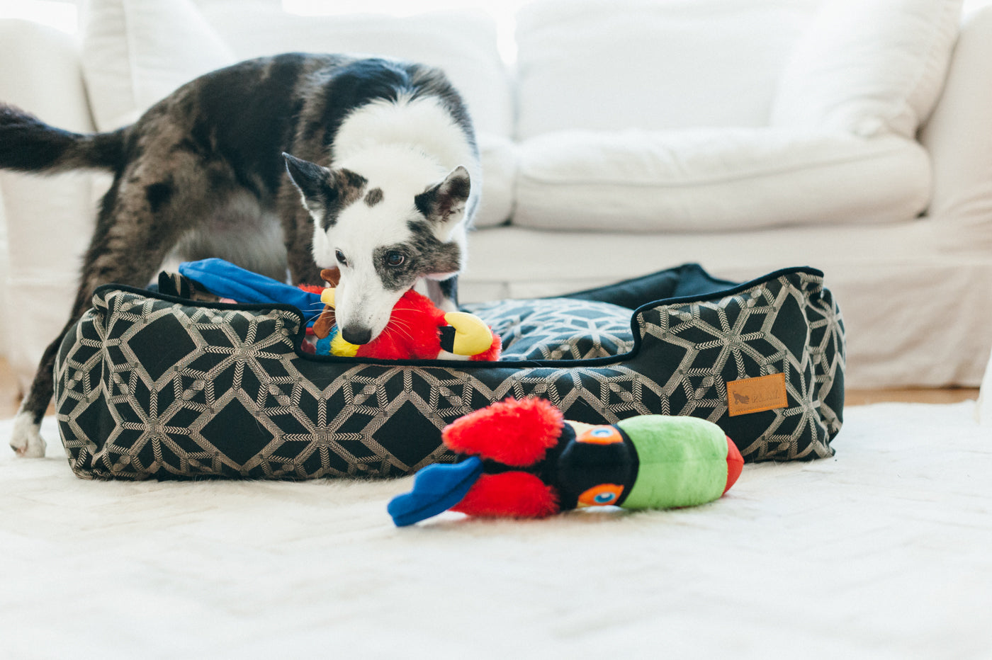 Paula the Parrot Plush Dog Toy - Fetching Flock™ Interactive Chew Toy for Small & Large Dogs | Durable & Safe Pet Play Toy for Fetch, Cuddle & Training Sessions