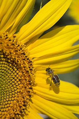 Sunflower Peace Honey Bee Nectar Summer - 20x30 Inch Laminated Wall Poster with Vibrant Colors & HD Print - Perfect for Home, Office & Classroom Decor - Fits Standard Picture Frames