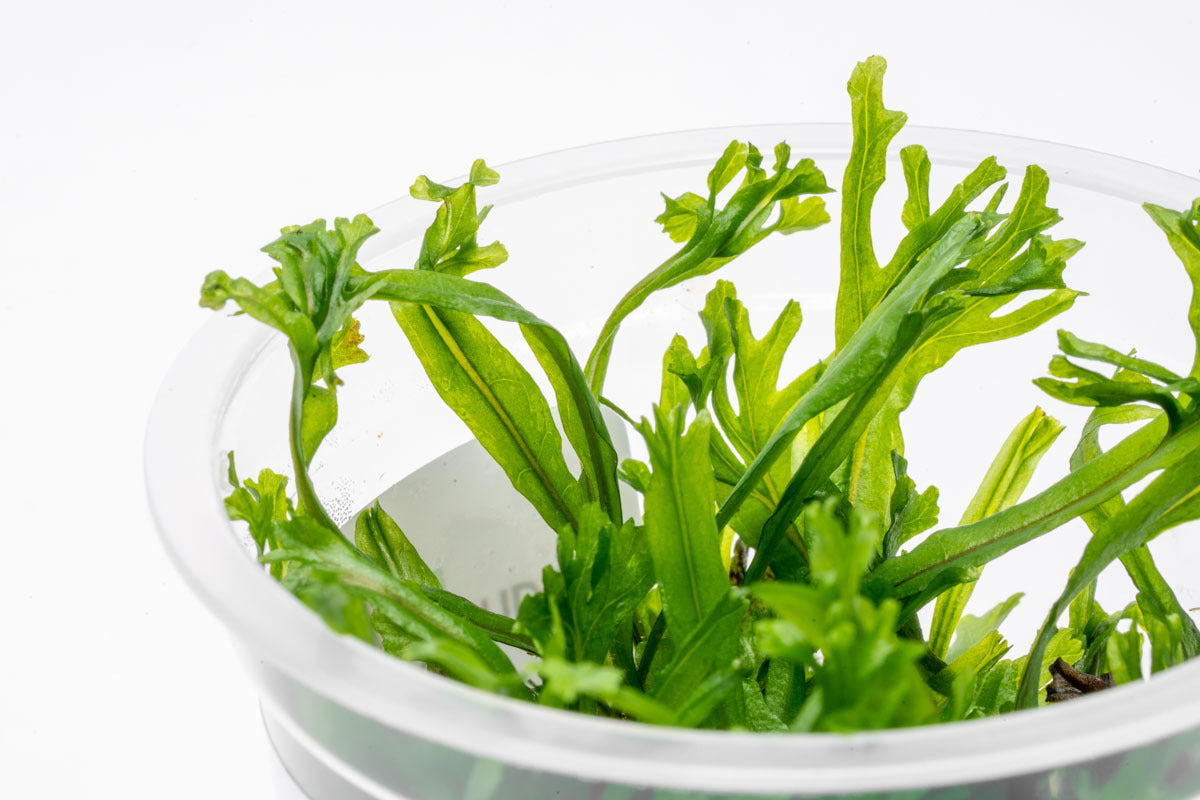 Microsorum Pteropus 'Windelov' Tissue Culture - Java Fern Aquatic Plant for Freshwater Aquariums | Perfect for Fish Tanks, Aquascaping & Low-Light Planted Aquariums