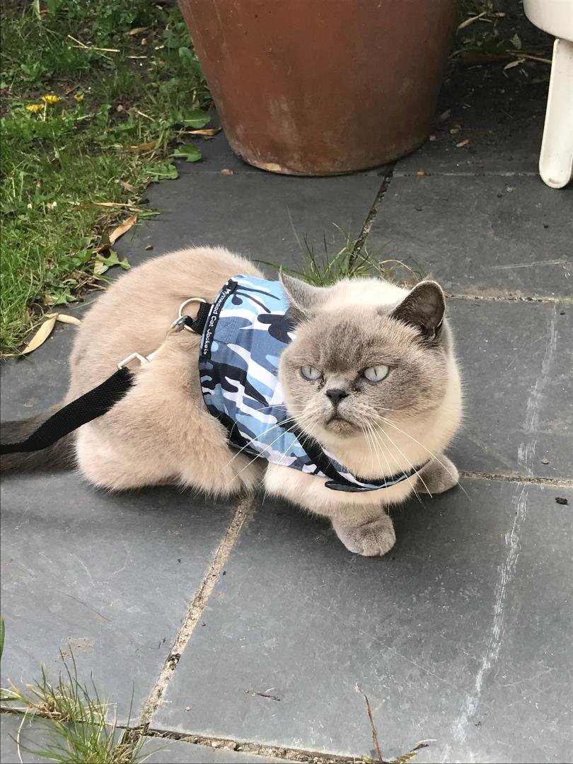 Mynwood Blue Combat Cat Jacket & Harness for Adult Cats - Escape Proof, Durable Outdoor Walking Gear for Adventurous Felines