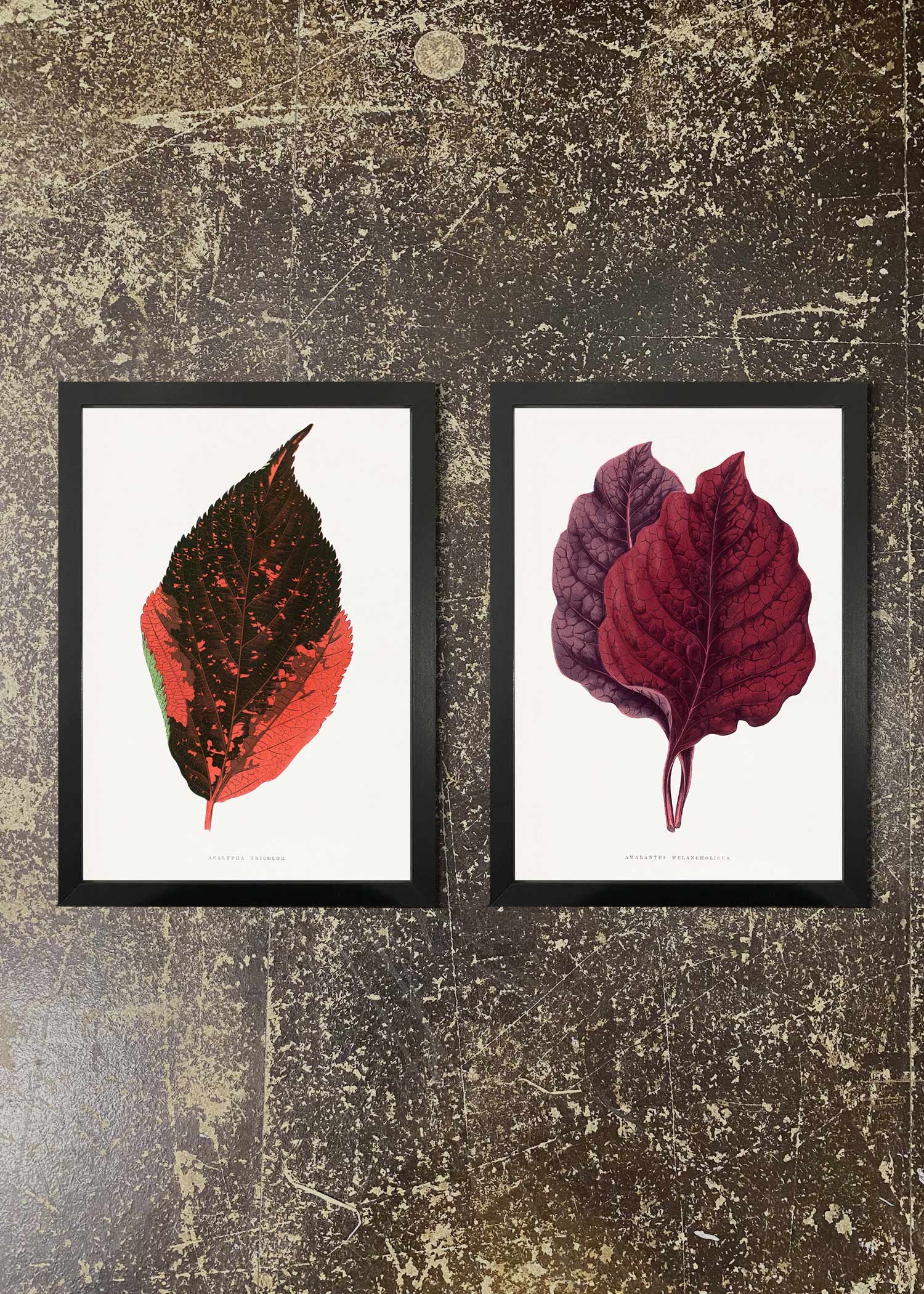2 Pack Botanical Leaves Prints with Frames - Wall Art Decor for Living Room, Bedroom, Office - Nature Inspired Home Decor