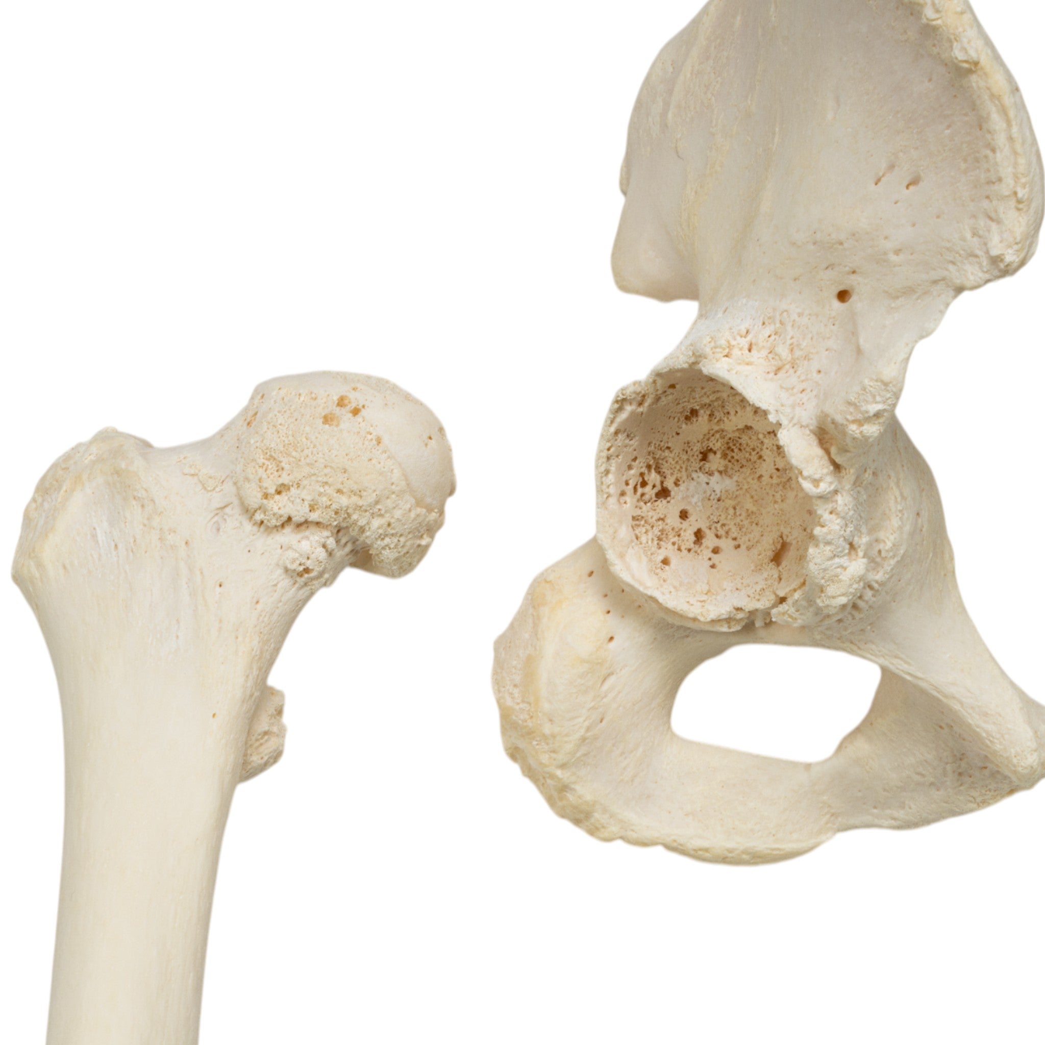 High-Quality Disarticulated Human Skeleton for Medical Education & Research - Perfect for Anatomy Study, Classroom Demonstrations & Scientific Research