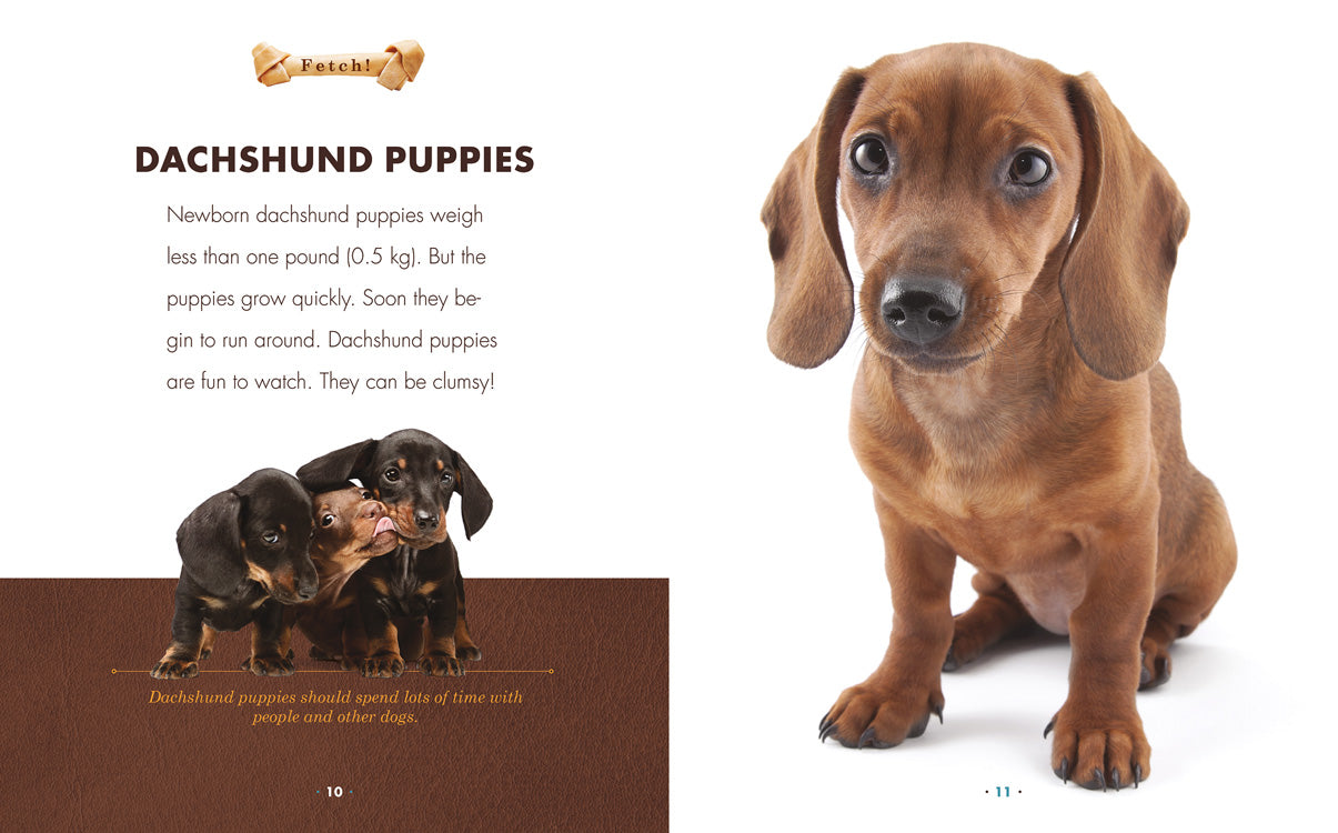 Dachshund Dog Book 978-1-60818-899-4 - Perfect Gift for Dog Lovers & Dachshund Owners