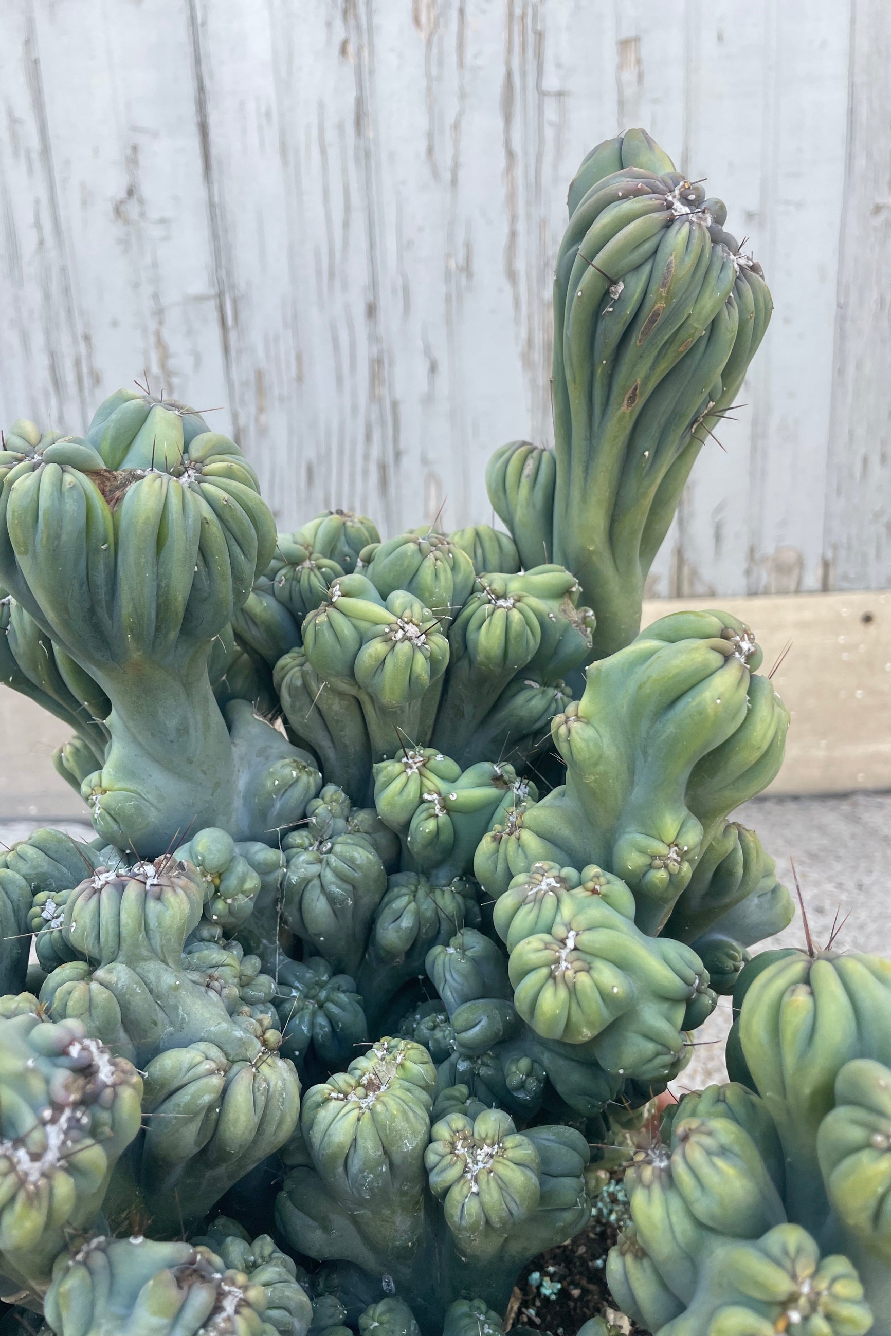 Rare Cereus Forbesii 'Monstrose' Cactus - 10