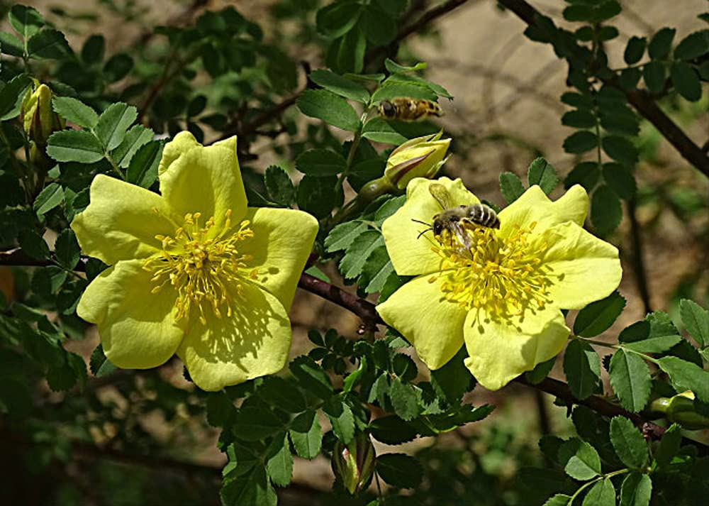 Rosa Xanthina Seeds - 100 Yellow Rose Flower Seeds for Planting | Beautiful Garden Roses for Landscaping, Bouquets & Home Decor