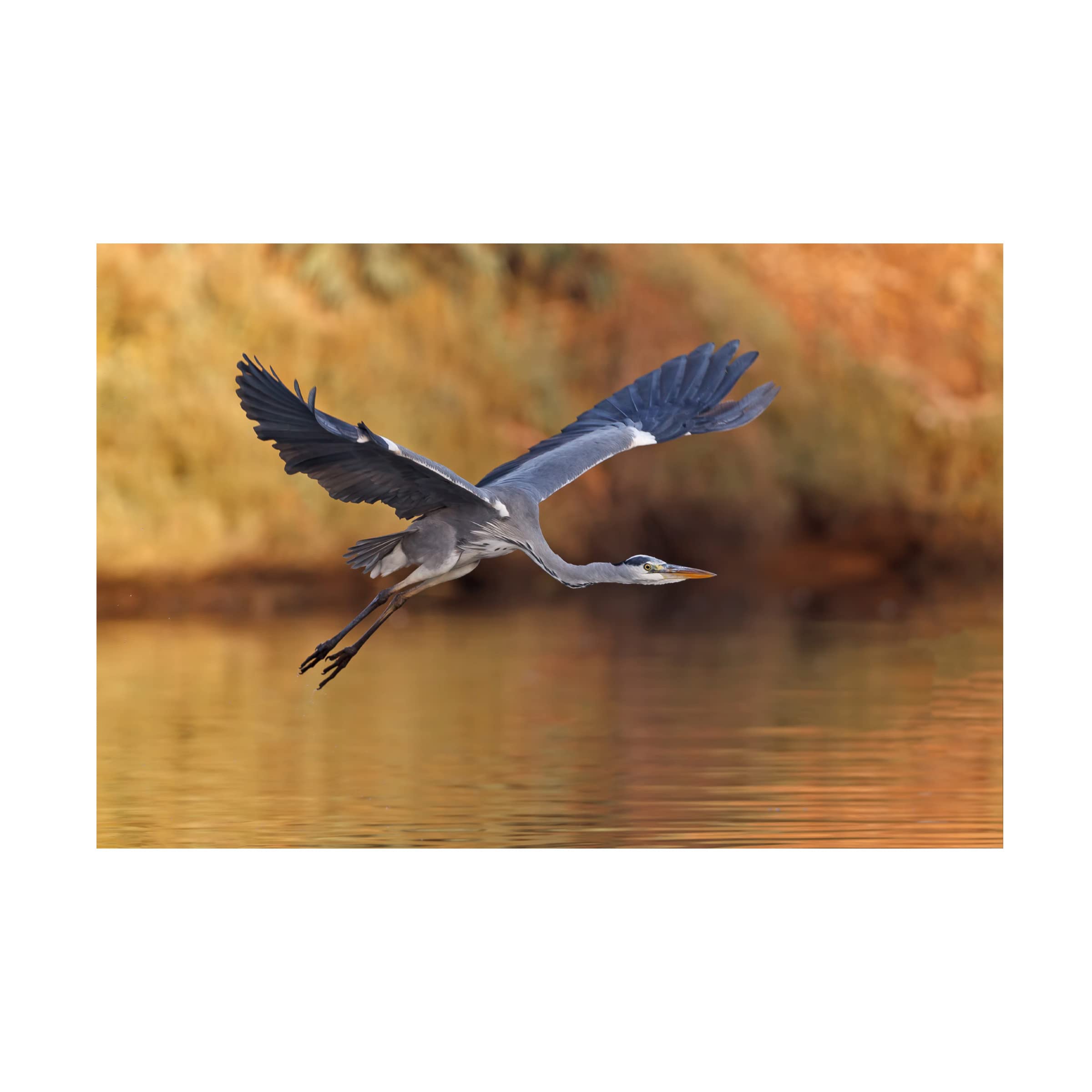 Trademark Fine Art 'Ardea Cinerea' Heron Canvas Wall Art by Assaf Gavra - Elegant Home Decor for Living Room, Bedroom & Office
