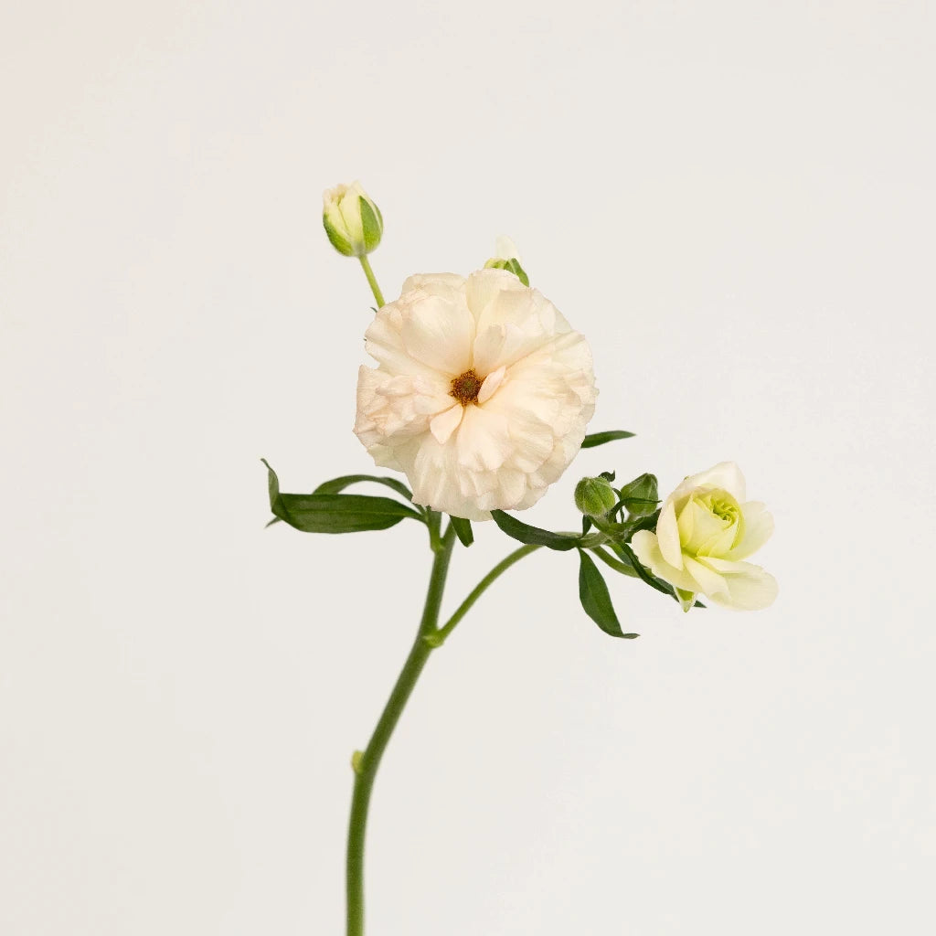 Blush Pink Butterfly Ranunculus Silk Flower Bouquet for Wedding Centerpieces, Home Decor, and DIY Floral Arrangements