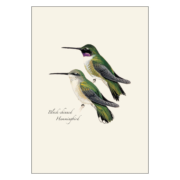 Peterson Hummingbird Notecard Assortment - Beautiful Bird-Themed Greeting Cards for All Occasions | Perfect for Thank You Notes, Birthday Cards, and Special Messages