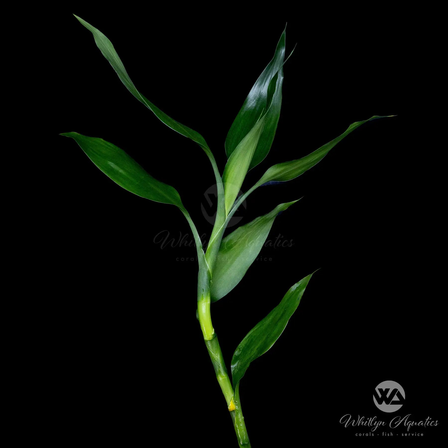 Lucky Bamboo Plant (Dracaena Sanderiana) - Chinese Green Bamboo for Home & Office Decor - Perfect for Feng Shui, Gifts, and Indoor Plants