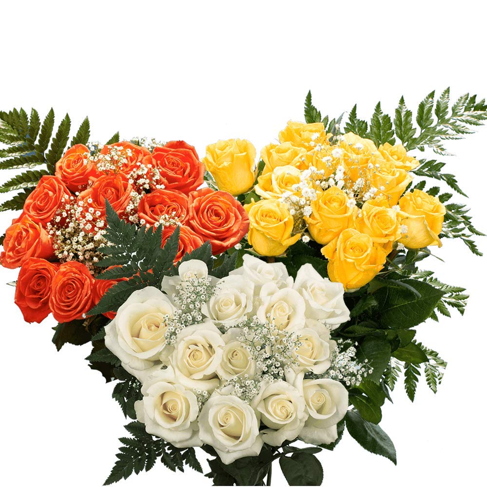 12 Dozen Fresh Cut Roses with Fillers - Assorted Colors - Premium Long Stem Roses for Birthdays, Weddings, Anniversaries & Romantic Gifts - Perfect for Bouquets, Centerpieces & Home Decor