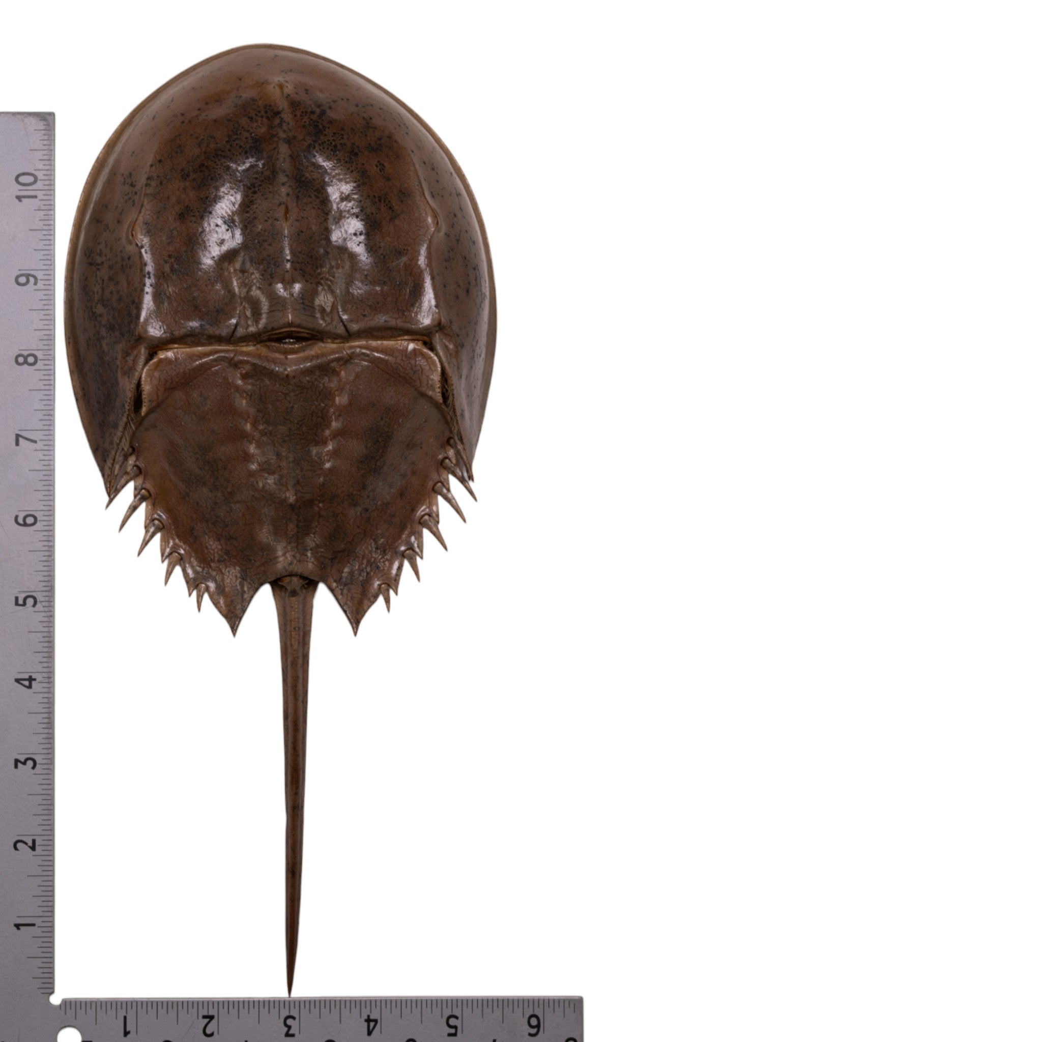 Authentic Horseshoe Crab Molt - Natural Marine Specimen for Science, Education & Beach Decor | Perfect for Classroom, Aquarium & Coastal Home Decor