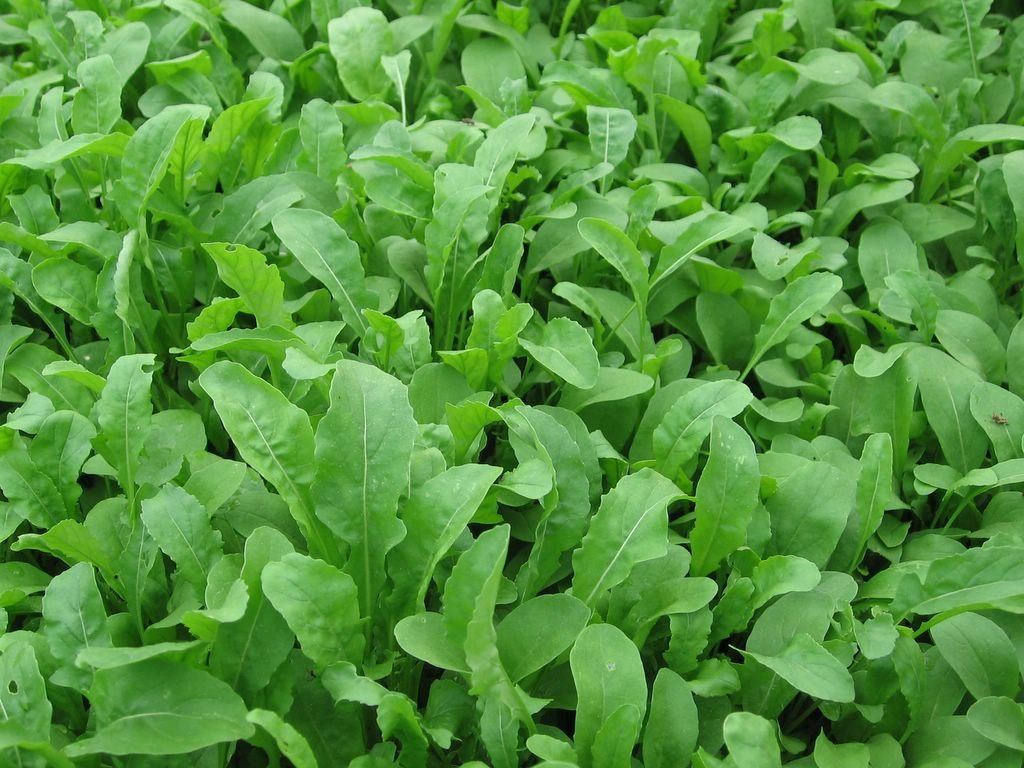 Bulk Organic Arugula Seeds (5 Lbs) - Non-GMO, Heirloom, Fast-Growing for Home Garden, Salad Greens & Microgreens - Perfect for Indoor Hydroponics, Outdoor Planting & Healthy Eating