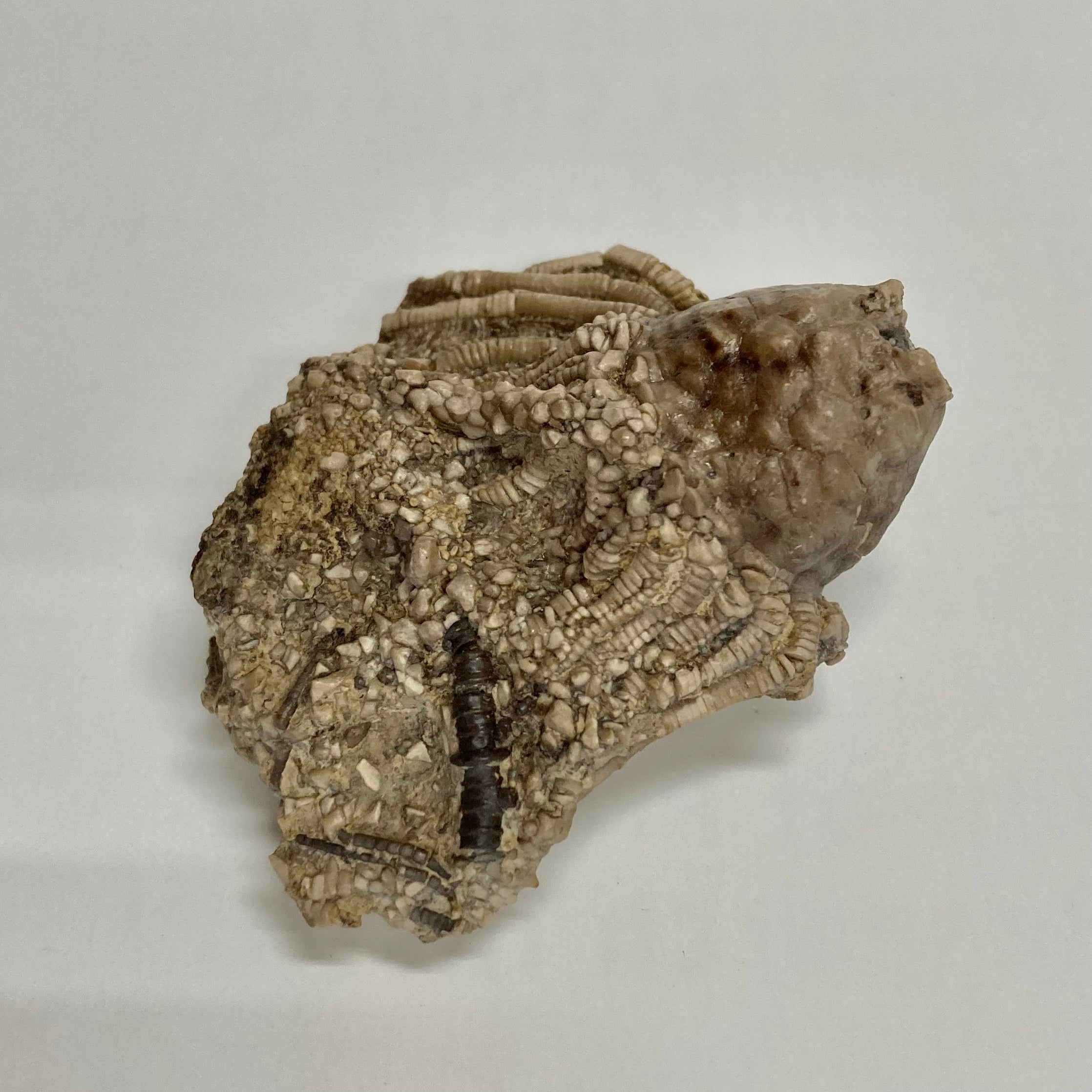 Fossilized Crinoid Eretmocrinus Tentor - Ancient Marine Fossil Specimen for Collectors, Paleontology Study & Home Decor