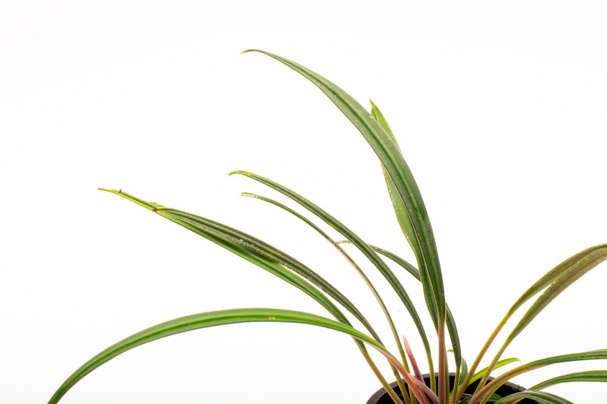 Aridarum Narrow - Rare Aquatic Plant for Aquariums & Terrariums | Perfect for Low-Light Tanks & Shrimp Habitats