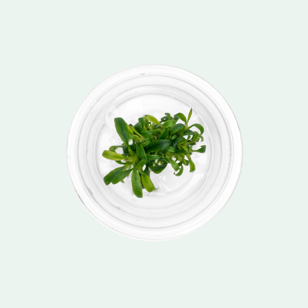 Anubias Minima Dragon Claw - Live Aquarium Plant for Freshwater Fish Tank | Low Light Aquatic Plant for Aquascaping, Shrimp Tanks & Betta Fish Habitats