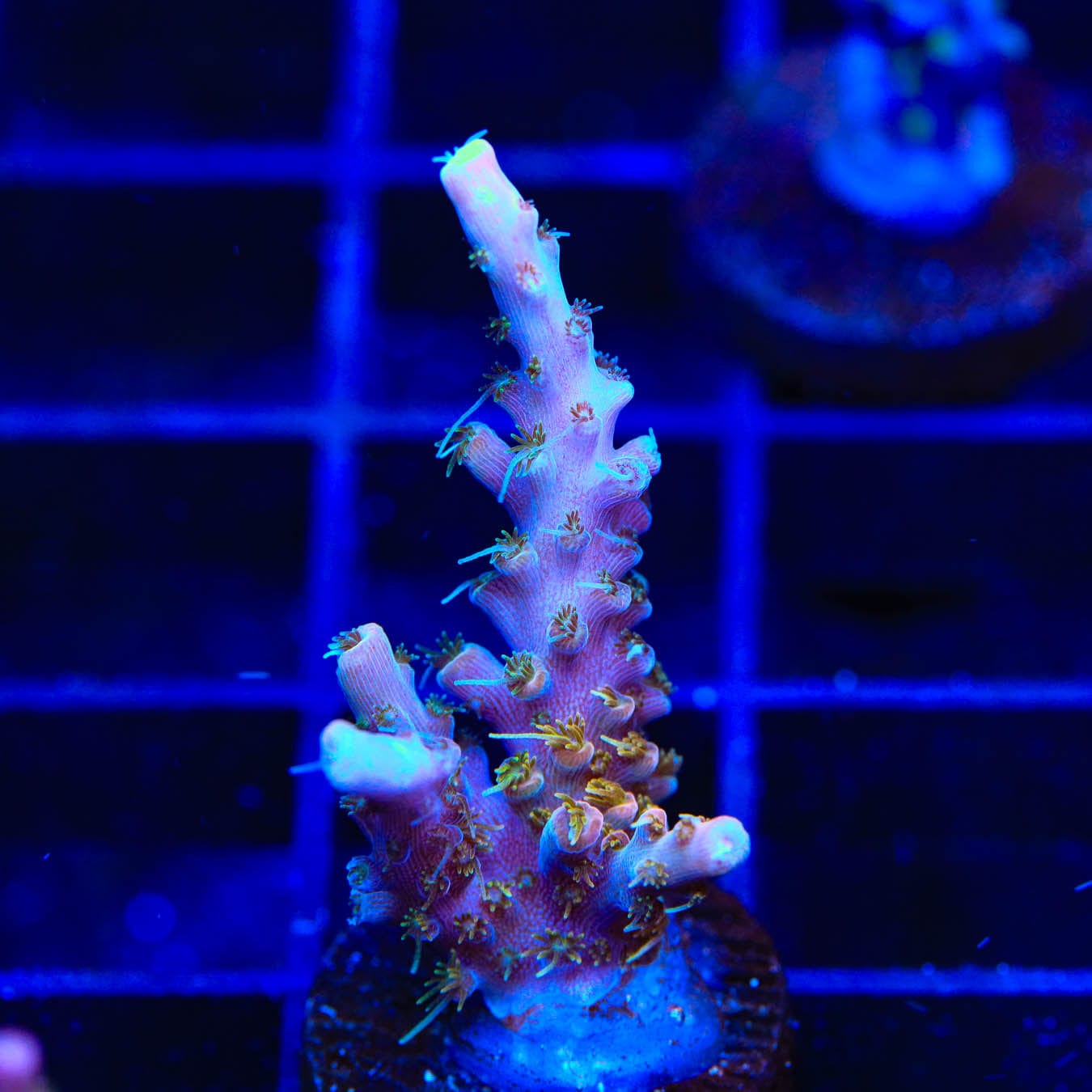 Premium CC Voodoo Majick Acropora Coral for Saltwater Aquariums - Vibrant SPS Coral for Reef Tanks & Marine Aquascaping