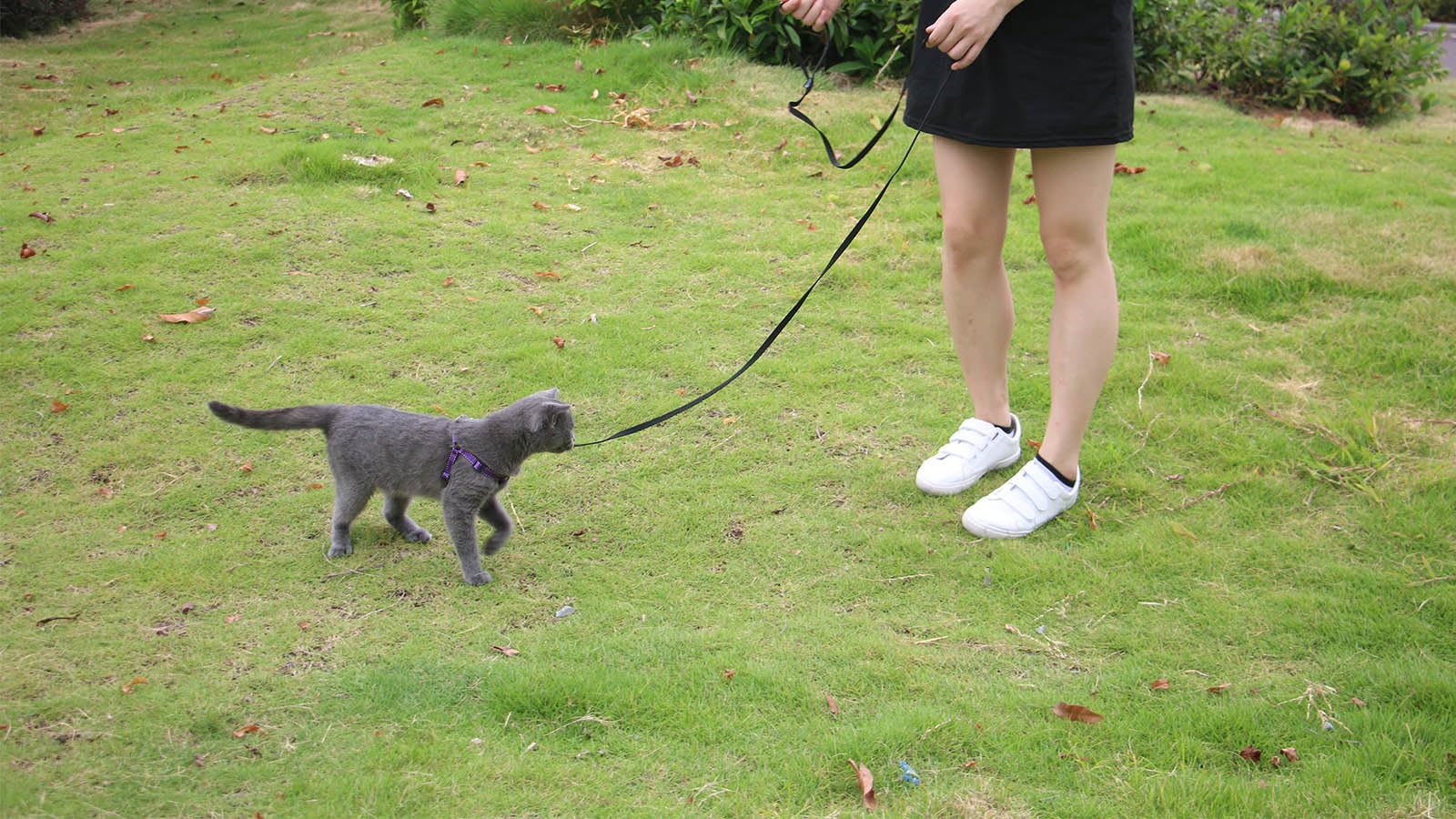 AMAGOOD 6 FT Cat Leash - Strong & Durable Traditional Style Pet Leash with Easy-Use Collar Hook - Perfect for Walking & Training Cats (3/8 in x 6 ft, Black & Purple 2-Pack) - Ideal for Outdoor Adventures, Vet Visits & Daily Walks