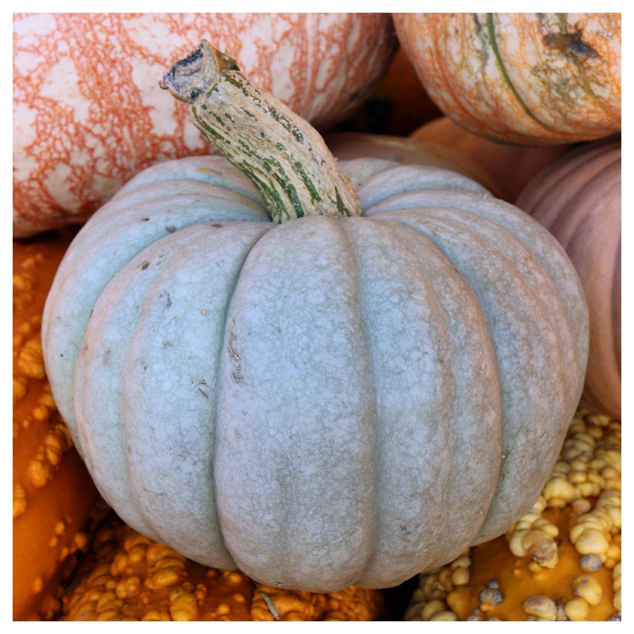 Everwilde Farms - 20 Queensland Blue Winter Squash Seeds - Gold Vault Jumbo Seed Packet - Non-GMO Heirloom Pumpkin Seeds for Fall Gardening & Thanksgiving Decor