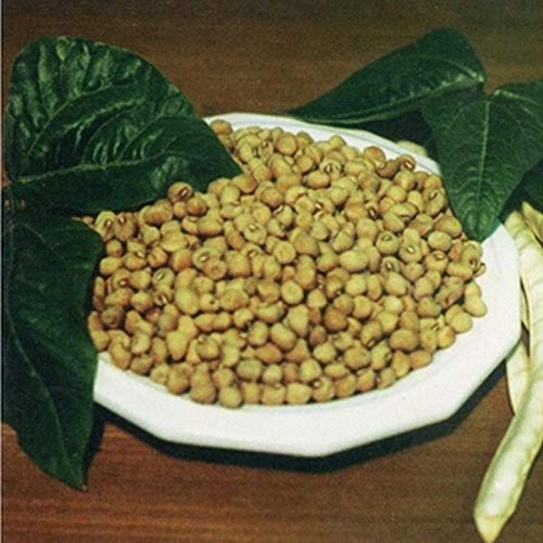 Zipper Cream Cowpea Seeds - Large, Easy-Shelling Cream Pea Variety - 2-3 ft Bushy Plants (100 Seeds) for Home Gardening & Southern Cooking