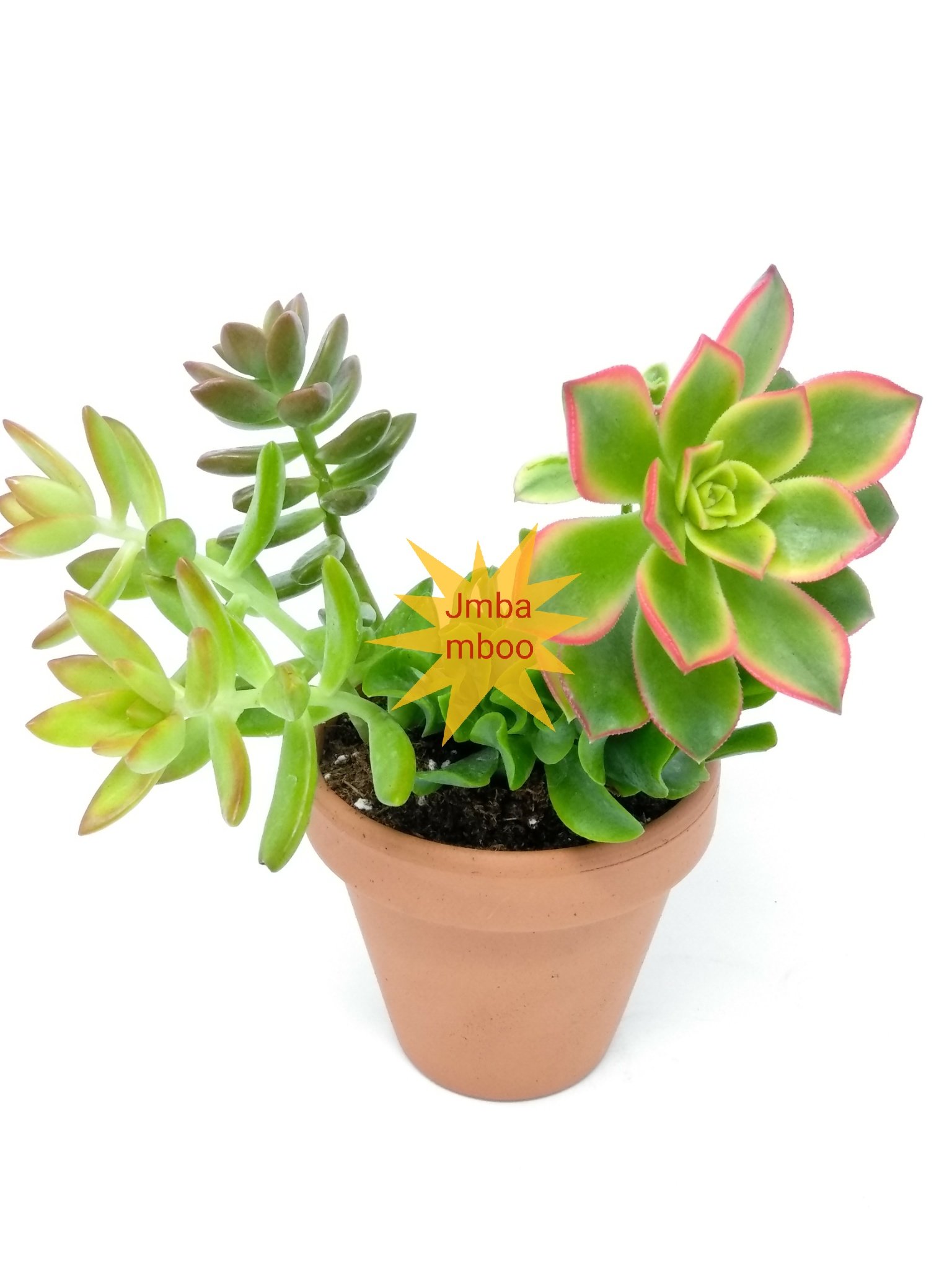 Jmbamboo Unique Succulent Plants Set with 4'' Clay Pot - Perfect for Home Decor, Office Desk & Gift Giving